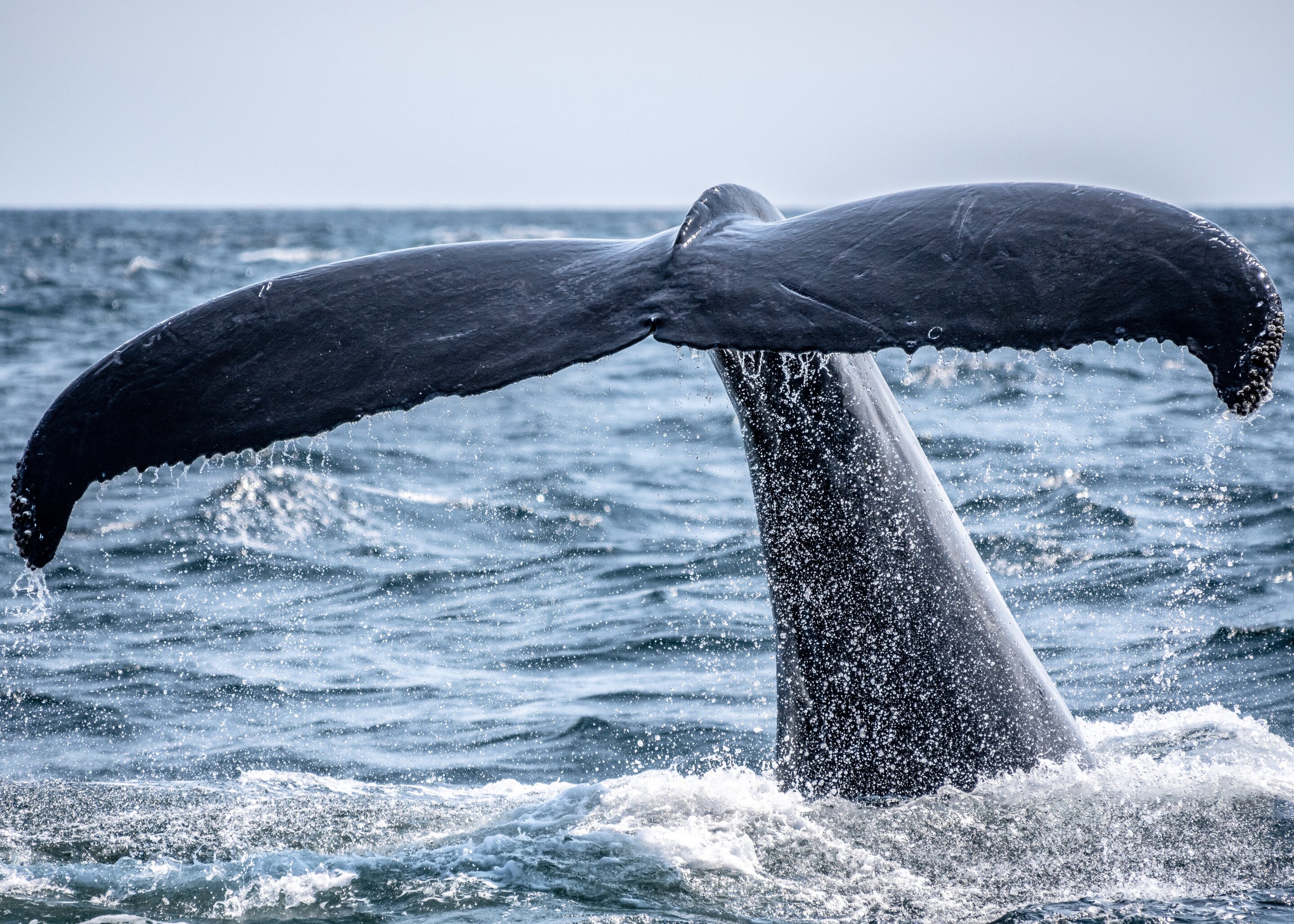 《科学报告》：新研究揭示可能使鲸鱼长到巨大体型的基因