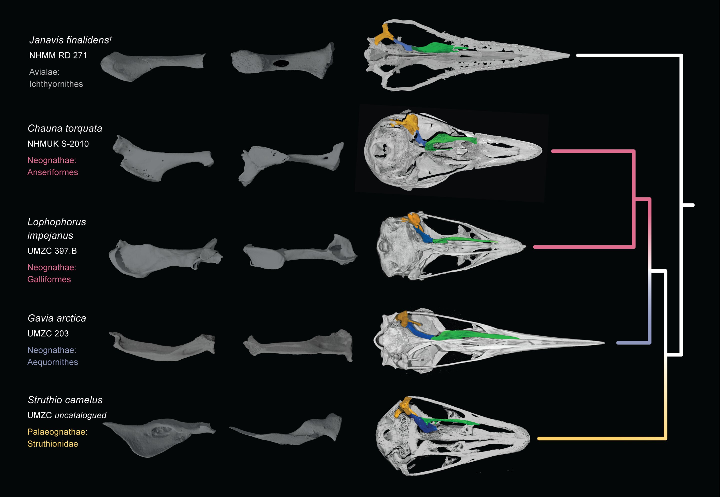 Janavis finalidens化石颠覆了一个多世纪以来关于现代鸟类起源的知识
