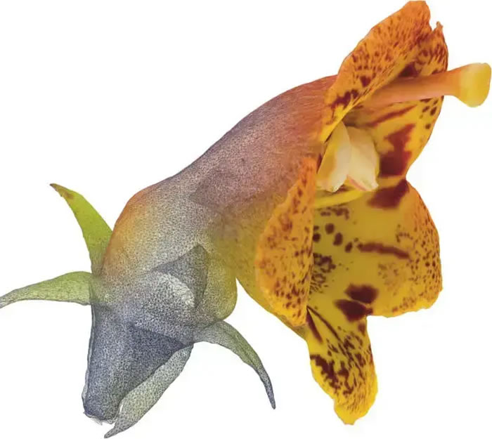 《新植物学家》杂志：研究人员创建3D模型以摄影测量法了解花卉的进化