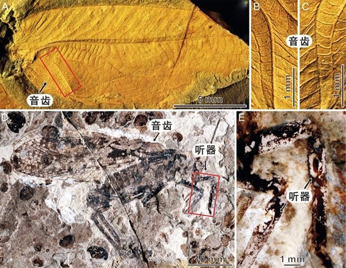 研究团队对远古森林中的声音做了还原