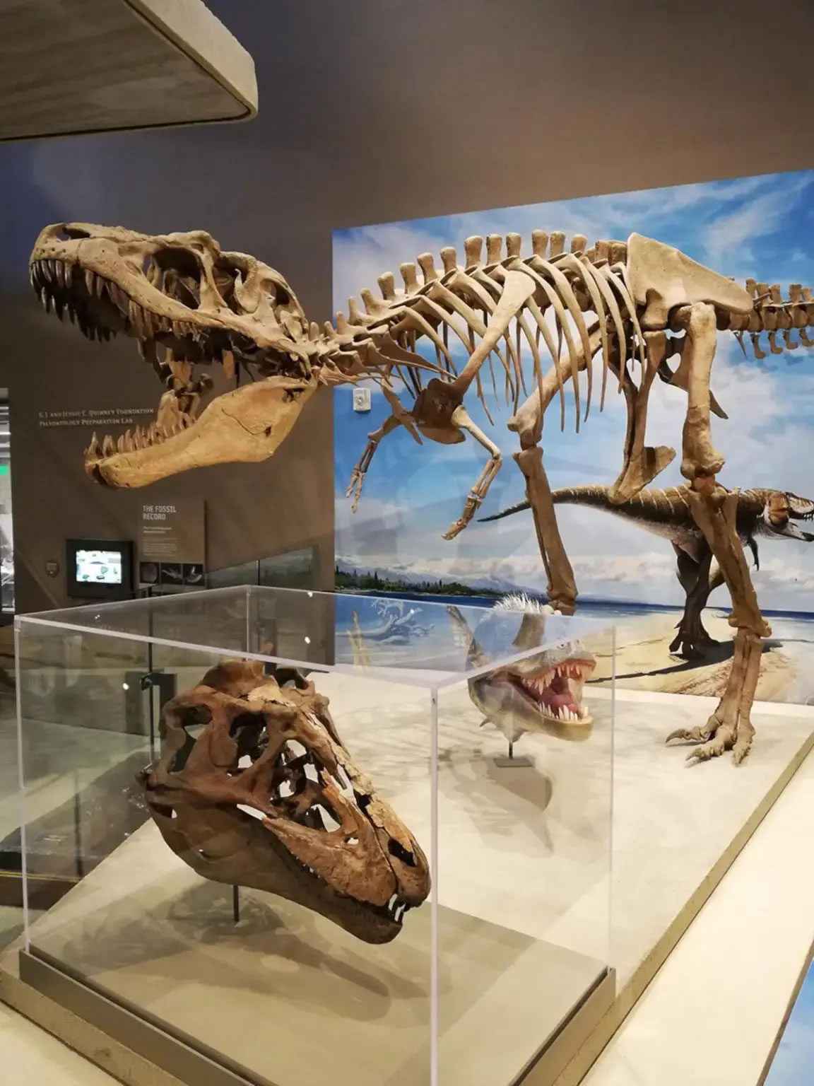 恐龙牙齿上的划痕可以揭示出它们存在时的真实饮食状况