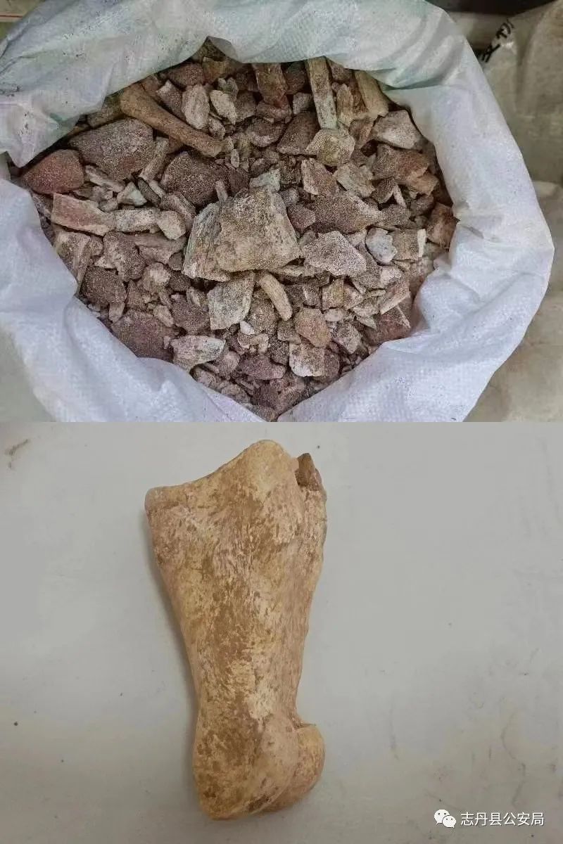 陕西志丹县:六人相约夜间盗挖古脊椎动物化石“土牛骨”