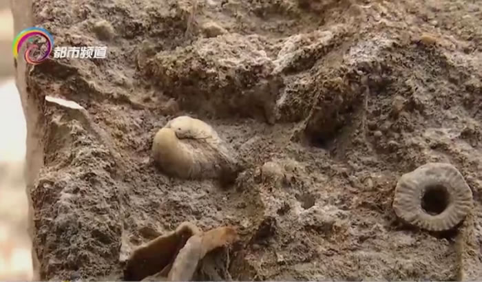 �����������ٸ������֡�ͭǮͼ������ʯ��ר�ҳ�������Ϊ���ٺϾ�