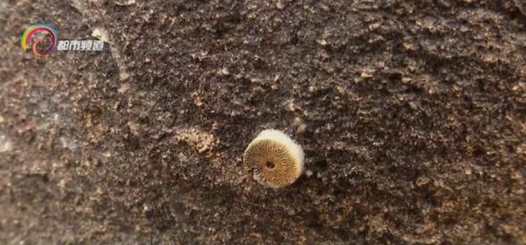 �����������ٸ������֡�ͭǮͼ������ʯ��ר�ҳ�������Ϊ���ٺϾ�