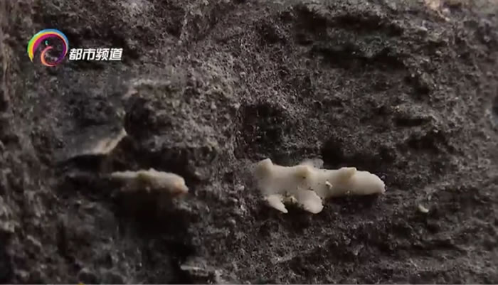 �����������ٸ������֡�ͭǮͼ������ʯ��ר�ҳ�������Ϊ���ٺϾ�