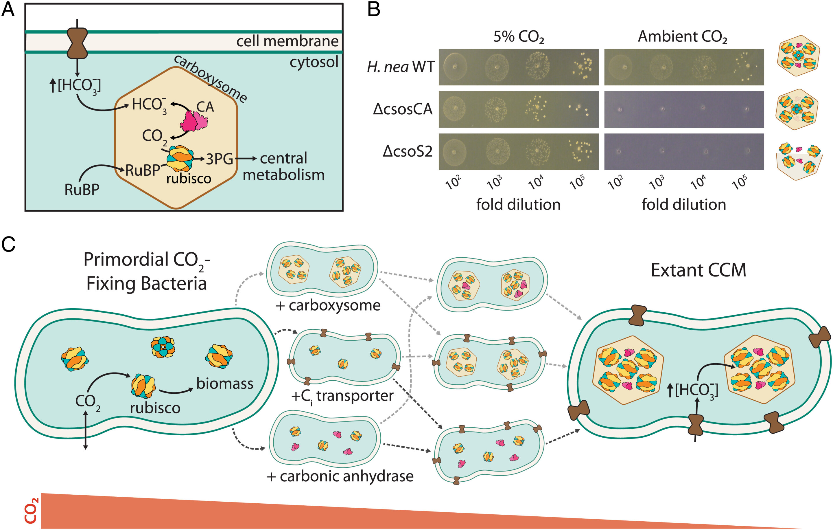 30亿年前地球早期的大气中可能富含二氧化碳 意味着古蓝藻有足够的“食物”