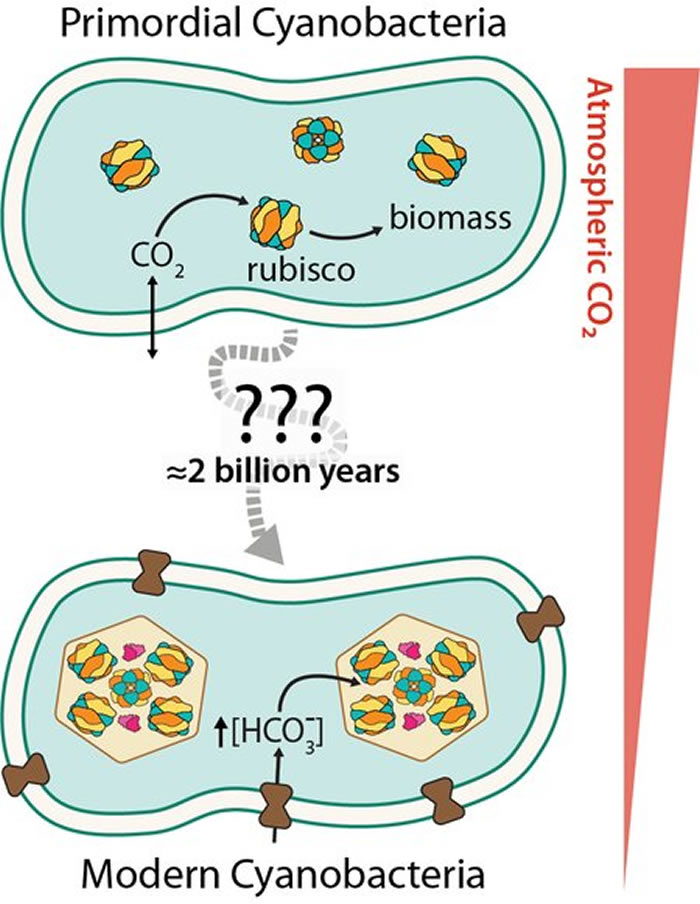 30亿年前地球早期的大气中可能富含二氧化碳 意味着古蓝藻有足够的“食物”