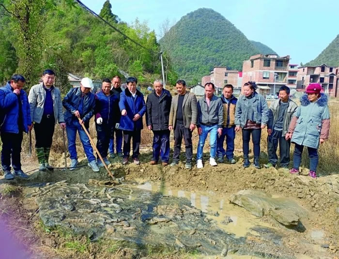 广西河池市环江毛南族自治县明伦镇吉祥村发现一处珊瑚化石群