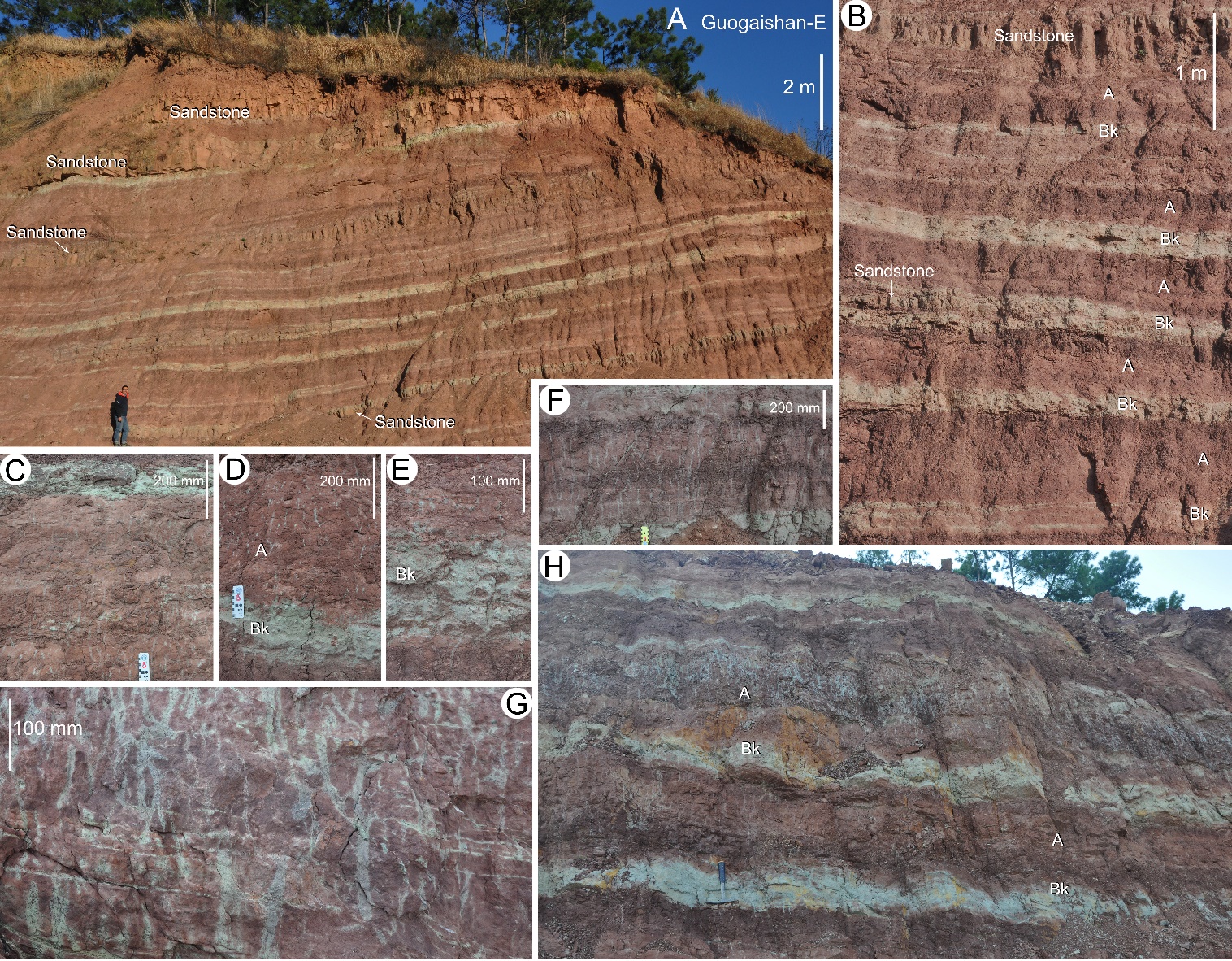 早期陆地植物演化研究取得重要进展