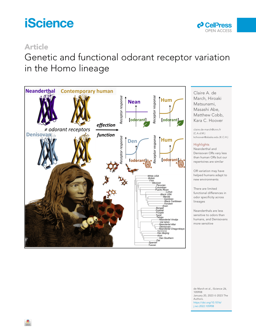 在实验室培养尼安德特人和丹尼索瓦人的气味受体 测量它们与现代人嗅觉相比的敏感性