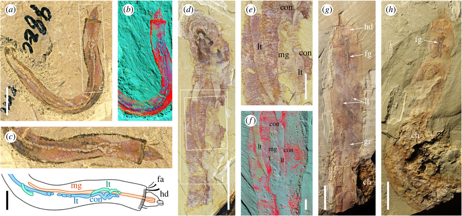 ��������ڳν���ʯ���еĳν���ܳ�Ϊ������֪����������ͻ��ڶ���