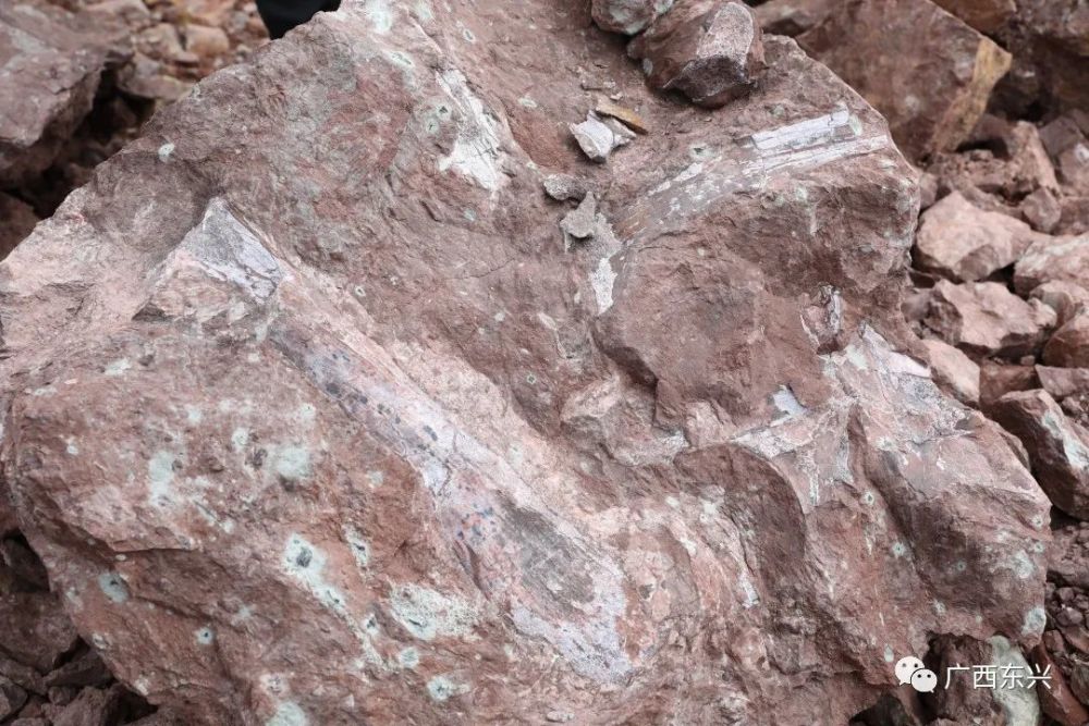 �ÿ����������