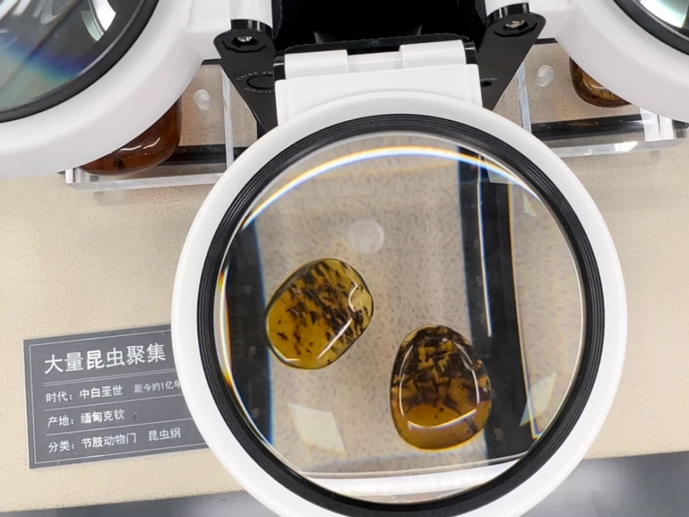 《时光胶囊—琥珀与时光的故事》琥珀特展在南京古生物博物馆揭幕