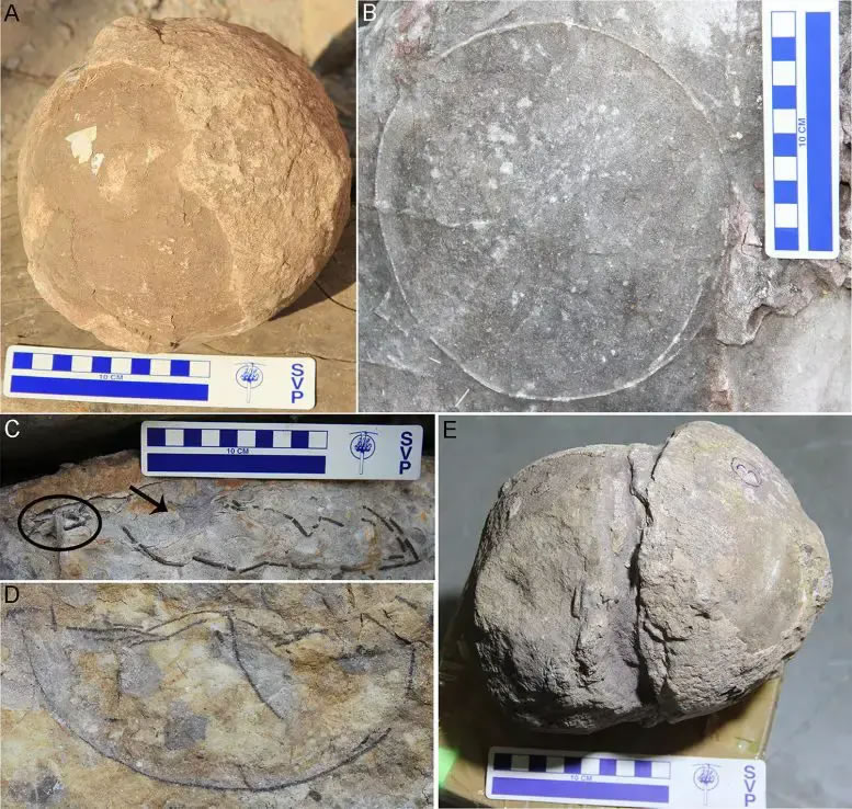 印度中部Narmada山谷发现92个恐龙巢穴和256枚属于泰坦巨龙的蛋化石