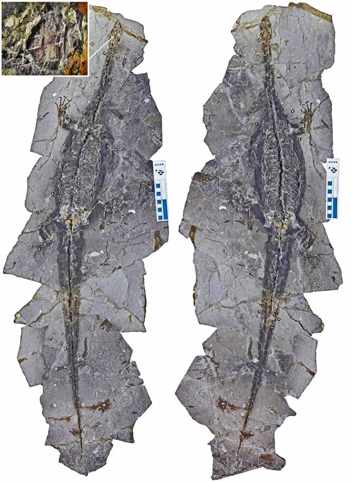 潜龙“木乃伊”!辽宁省凌源市早白垩世地层中发现罕见带软组织潜龙化石