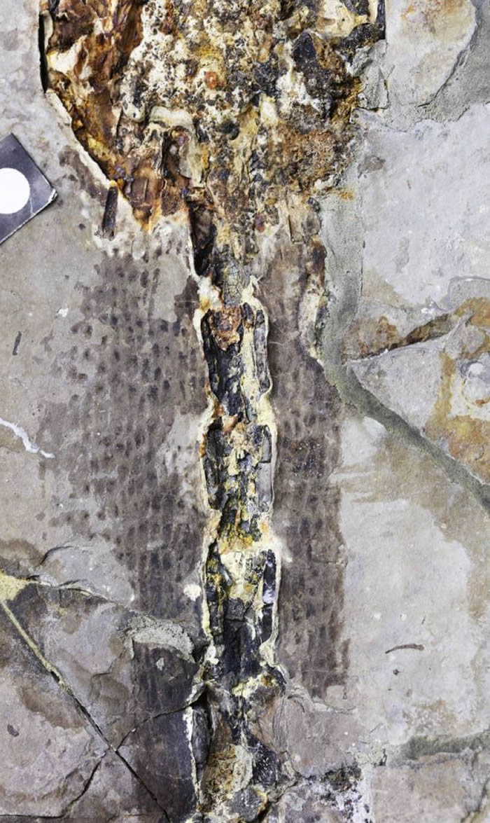 潜龙“木乃伊”!辽宁省凌源市早白垩世地层中发现罕见带软组织潜龙化石