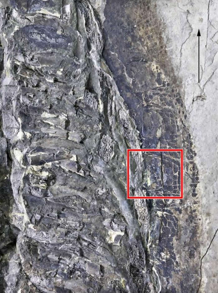 潜龙“木乃伊”!辽宁省凌源市早白垩世地层中发现罕见带软组织潜龙化石