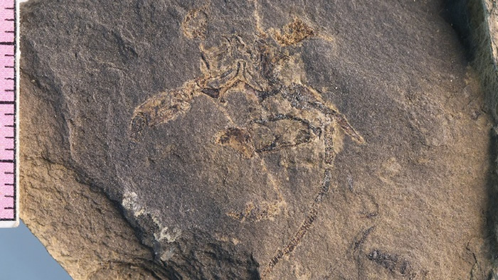 在贵阳发现的古生物化石库“贵阳生物群”揭示了啥?