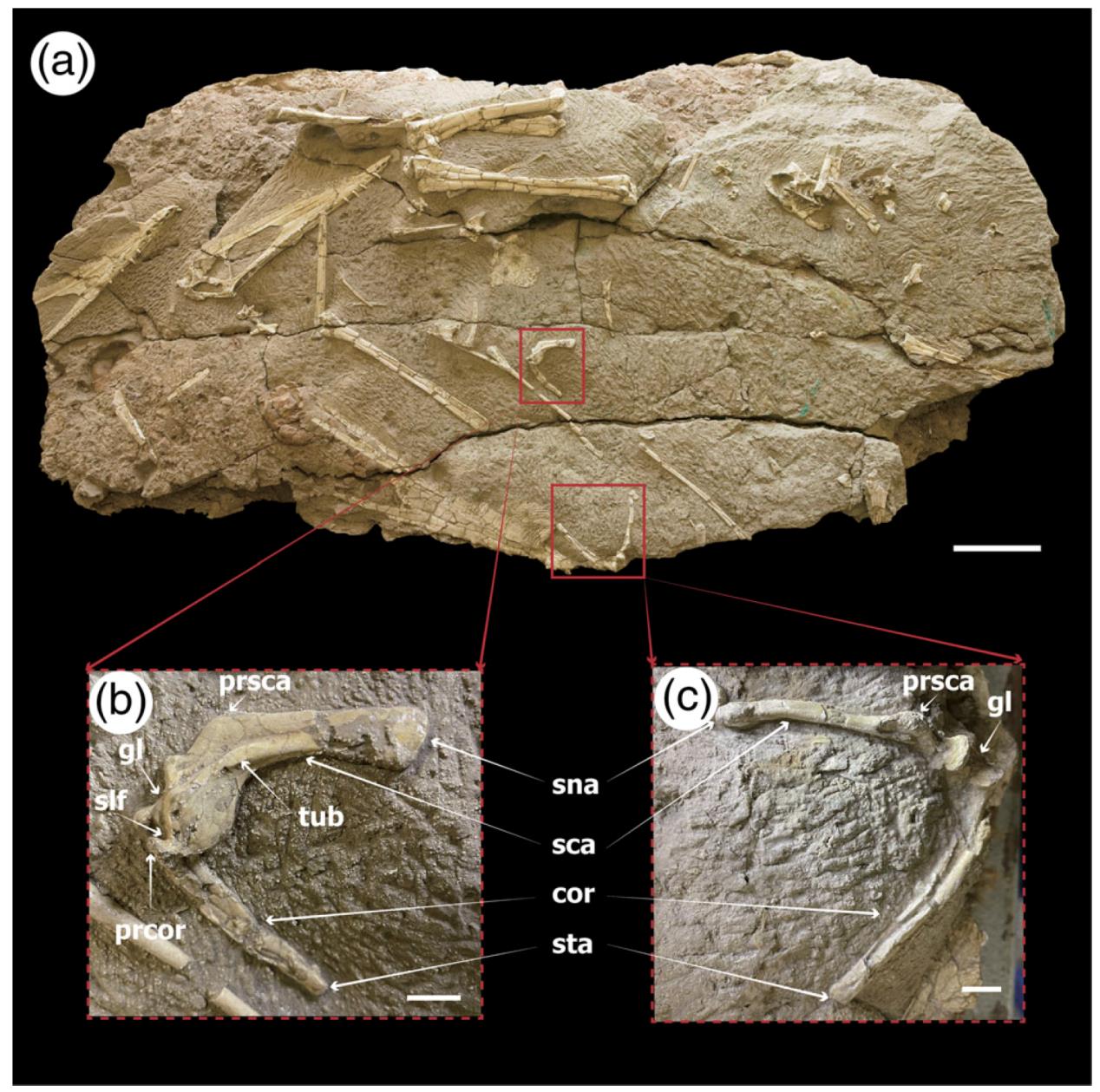 ������ѧ��¼�����������������̬ѧ�����֯ѧ�������о��ɹ�