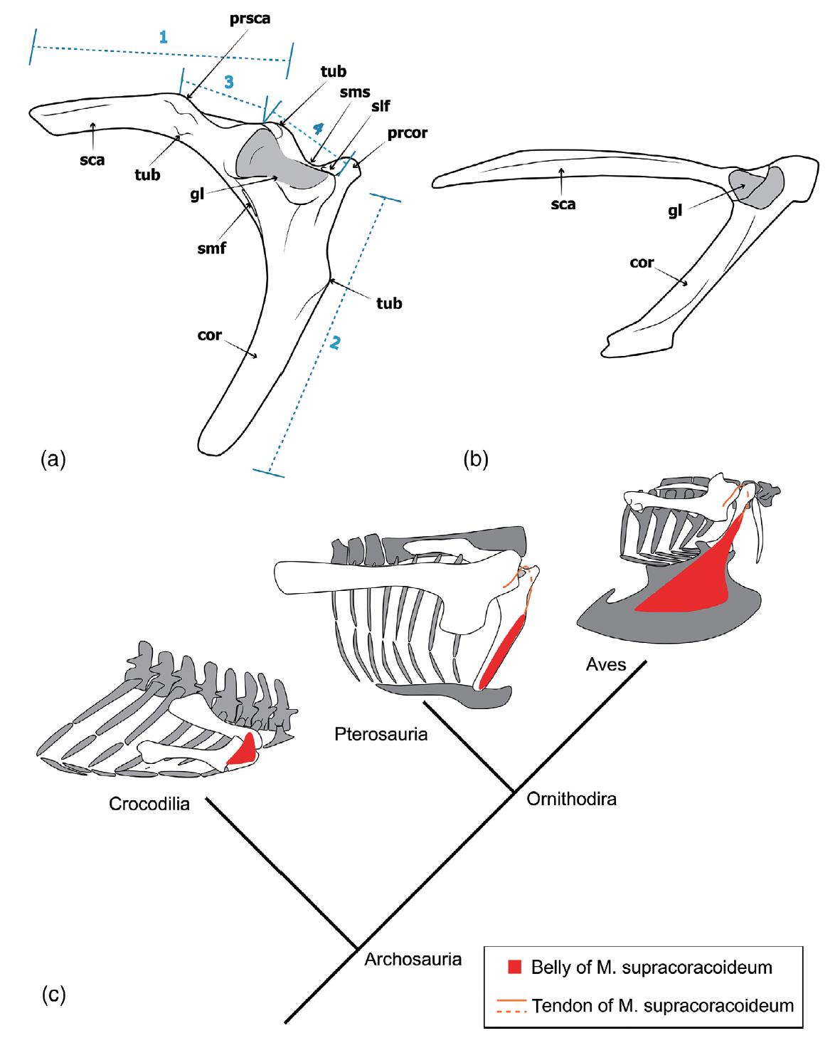 ������ѧ��¼�����������������̬ѧ�����֯ѧ�������о��ɹ�