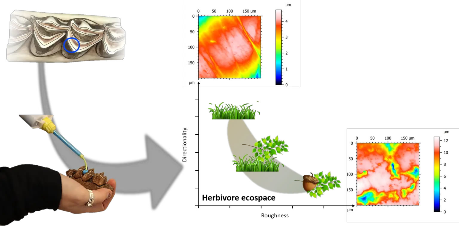 PLOS ONE杂志:研究发现尼安德特人的狩猎策略不受气候变化影响