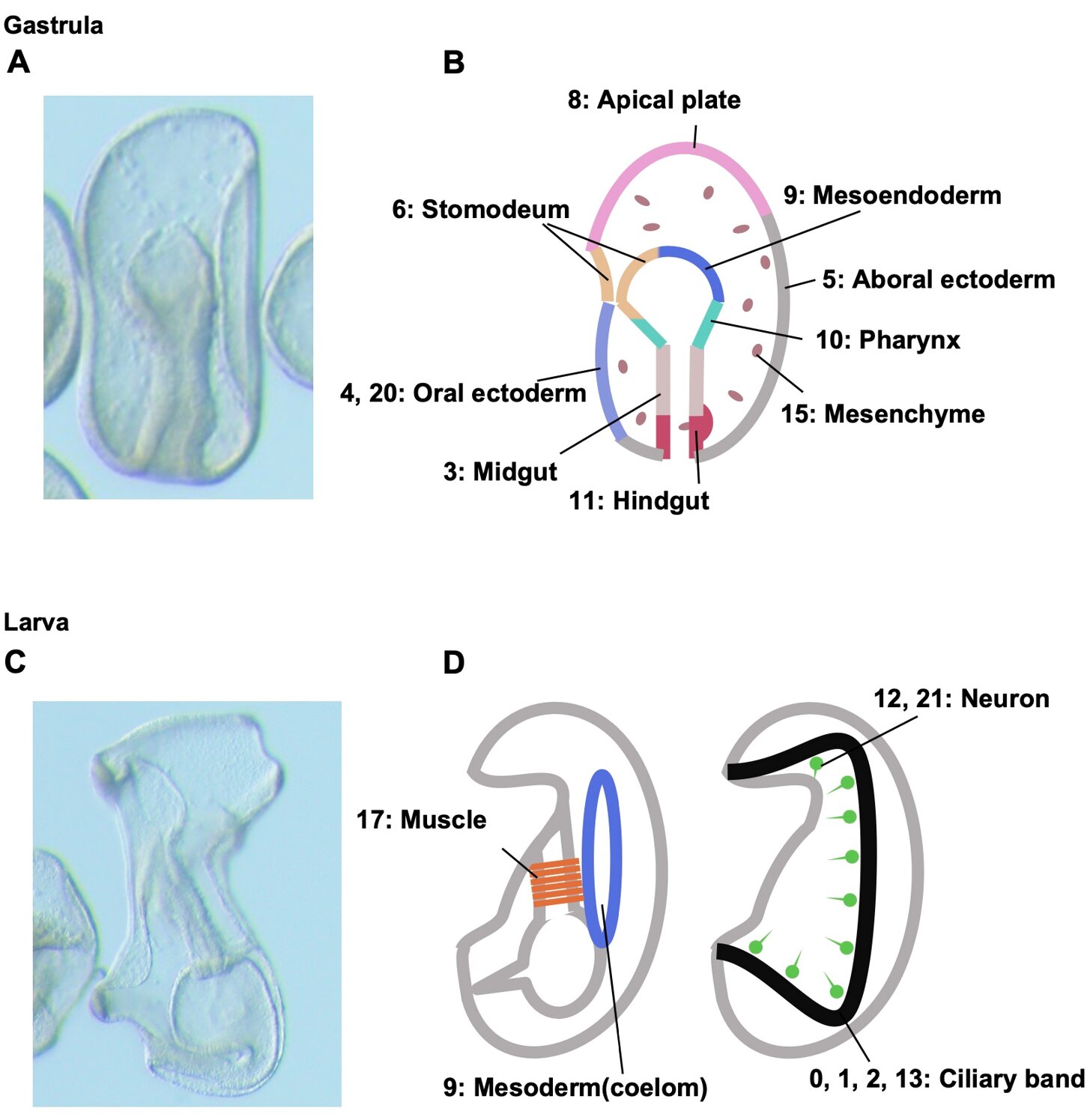 ������������ṹ��չ���¼���ش��˳��������Ľ�������