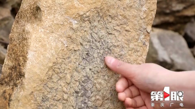 ��������������ϼ���Ͳ˻������ڷ��ֹ����ﻯʯ