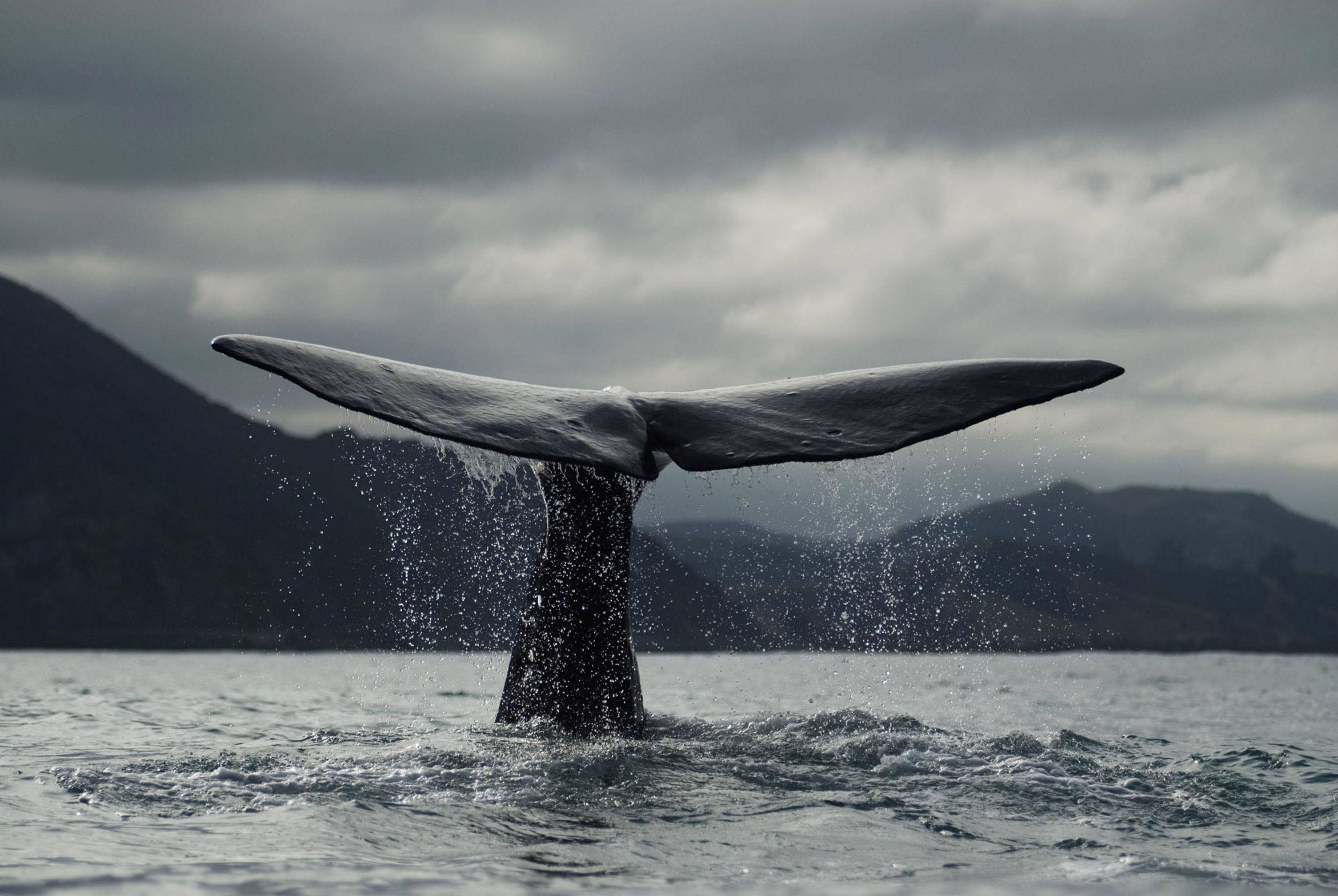 最大的动物排行榜，巨无霸蓝鲸舌头上可站50人！ - 360娱乐，你开心就好
