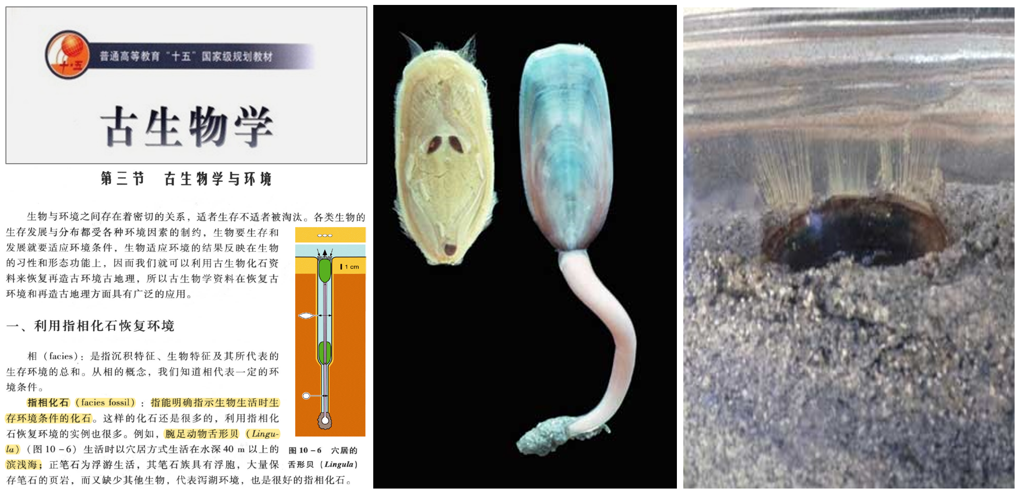 ͨ�����α���������ݽ�ʾ���ʯ���ݻ�����