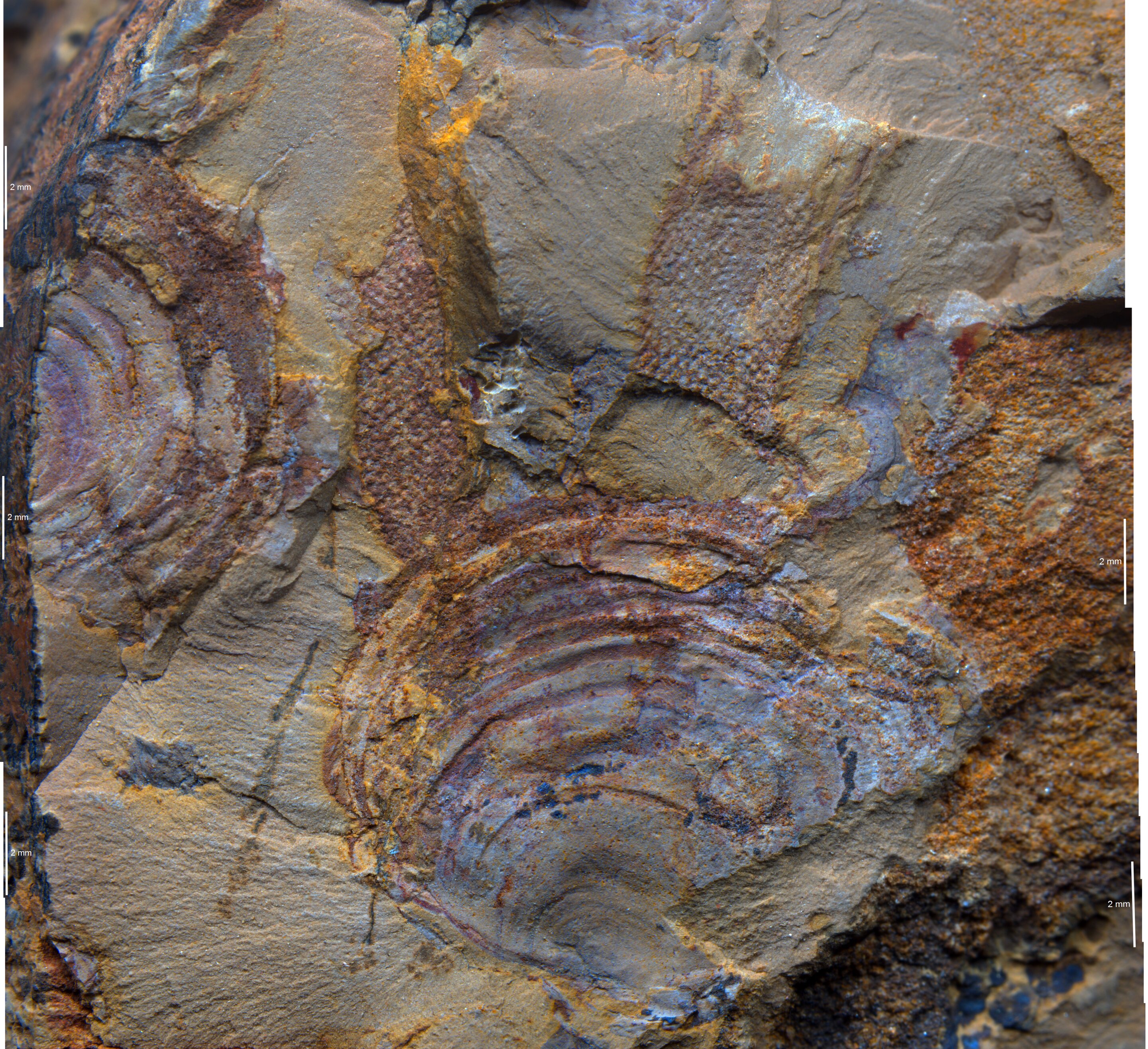 �о�������ǰ����Ϊ������ϵ�̦޺�滯ʯʵ����������