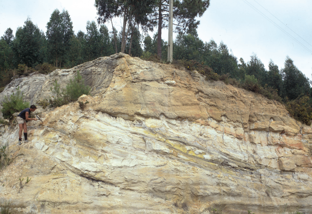 《化石印记》期刊：葡萄牙托雷斯韦德拉什地区发现白垩纪早期被子植物化石群