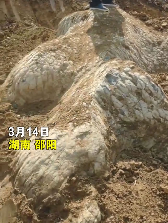 �������������ڳ�����ʯ�����ػ�Ӧ