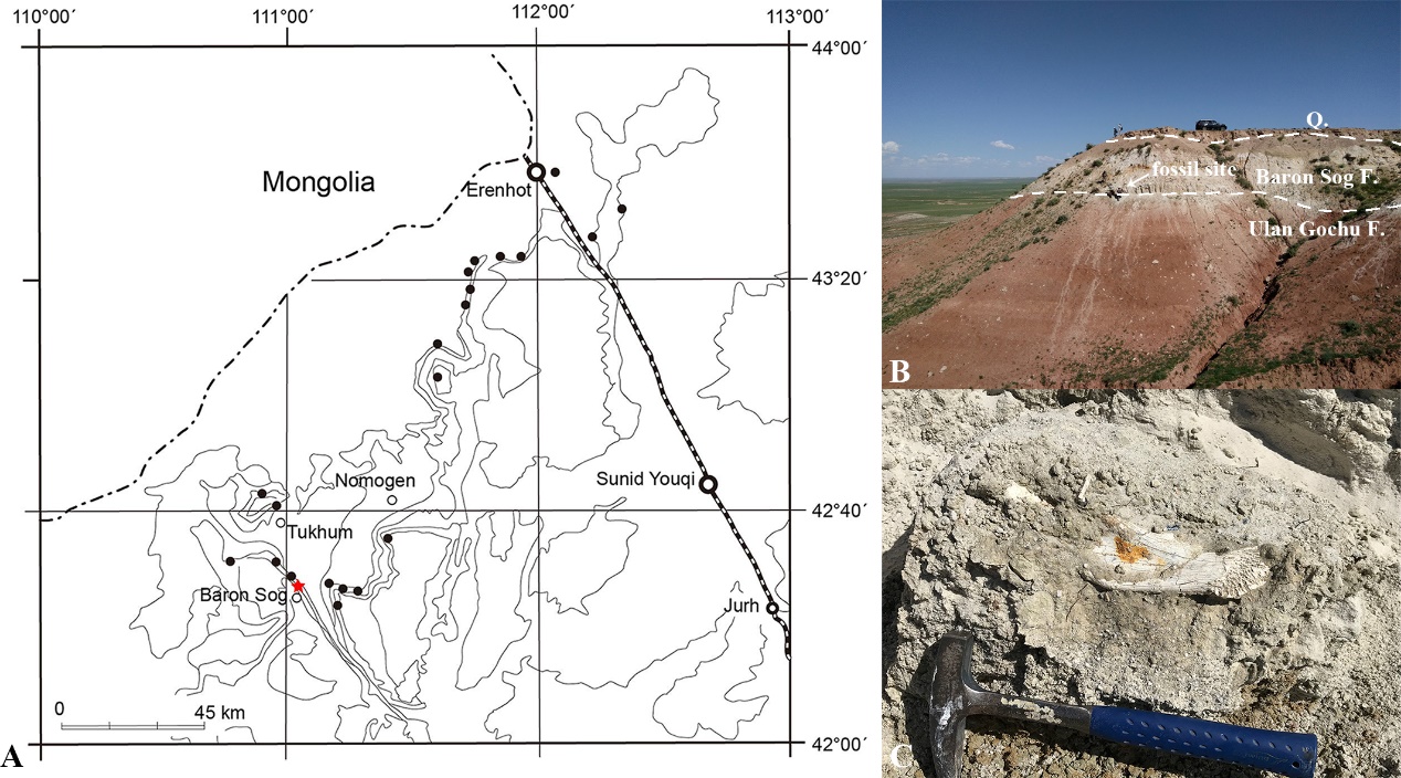 内蒙古二连盆地首次发现晚始新世食肉类下颌