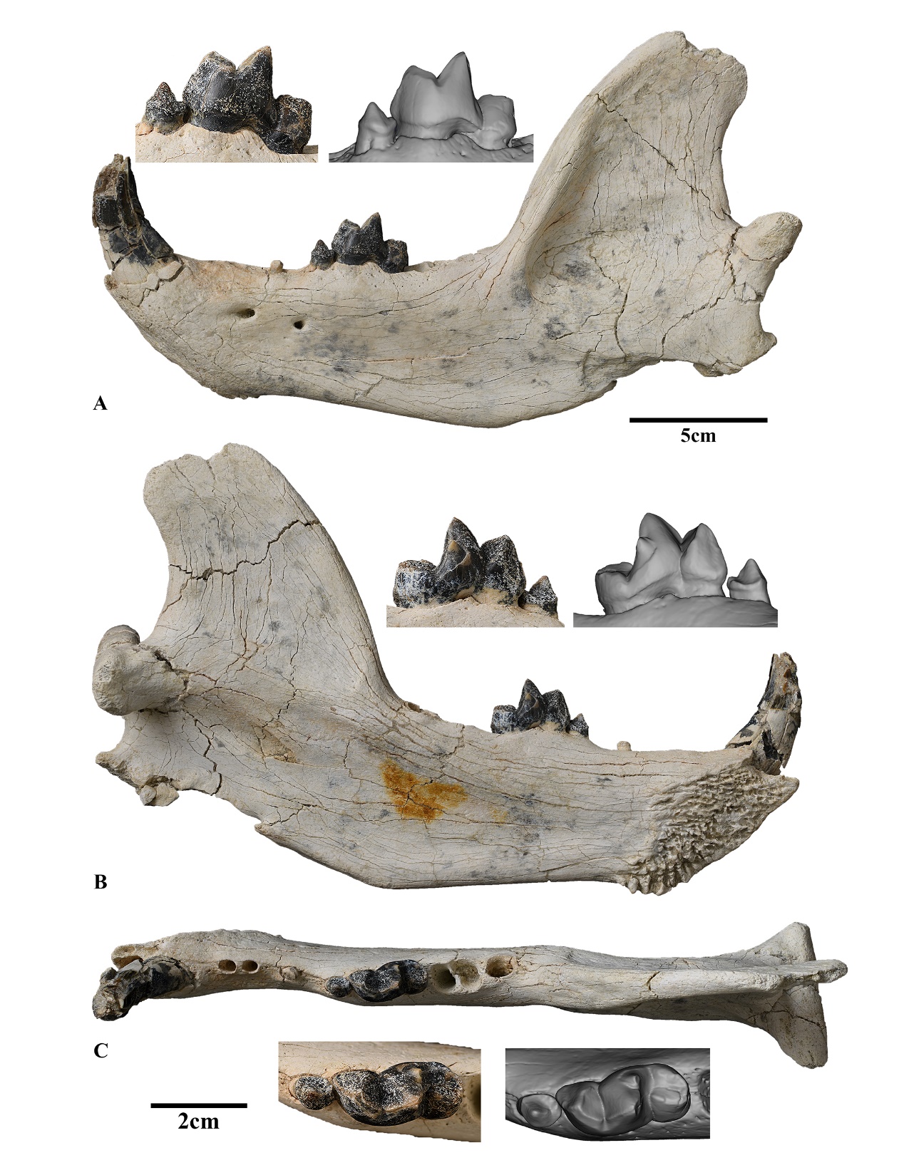 内蒙古二连盆地首次发现晚始新世食肉类下颌