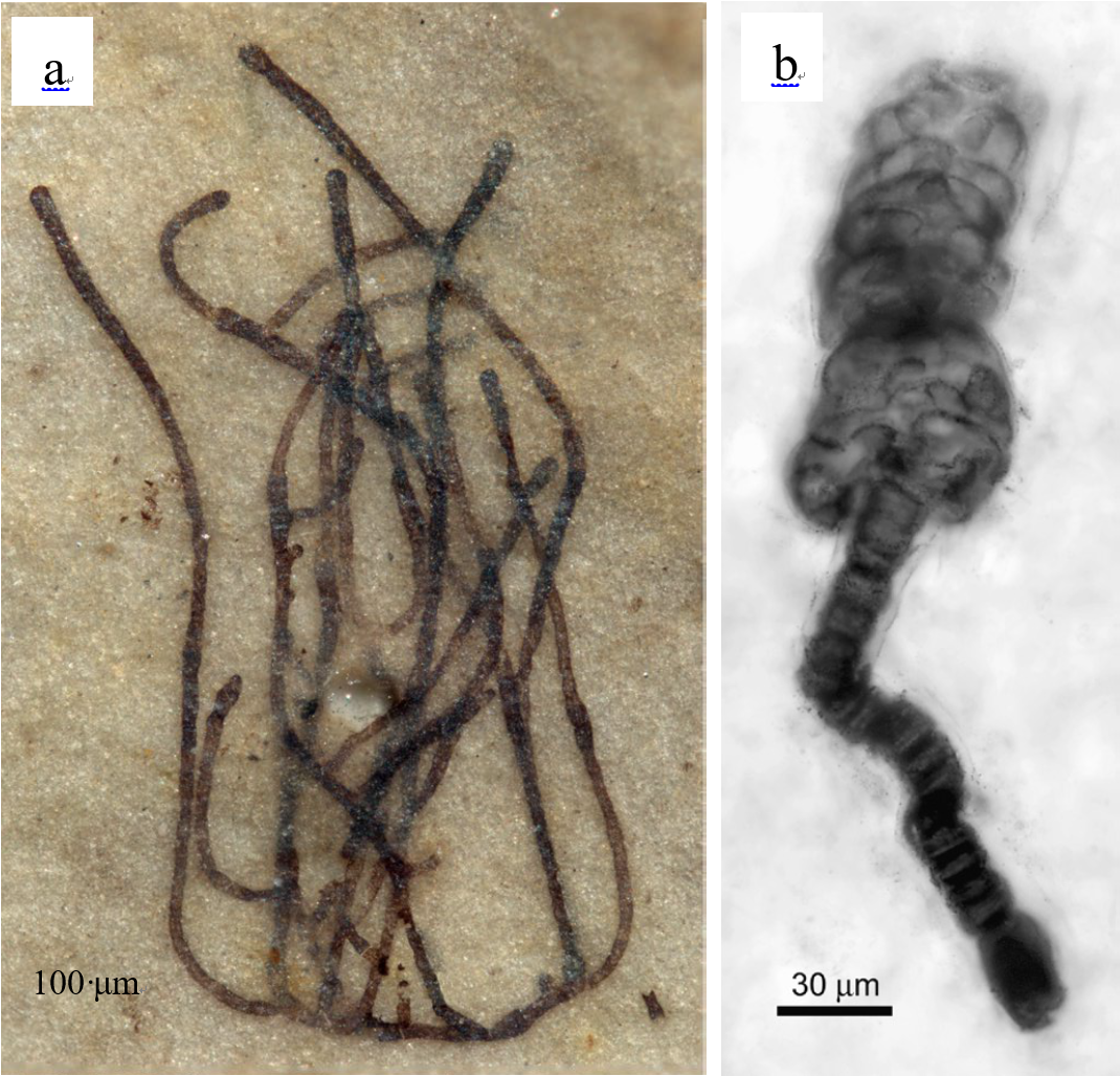 ����ѧͨ������־�����ߵ���������������ʮ������ǰ���Ѿ�����