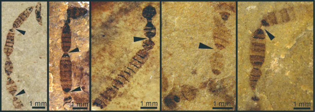 ����ѧͨ������־�����ߵ���������������ʮ������ǰ���Ѿ�����