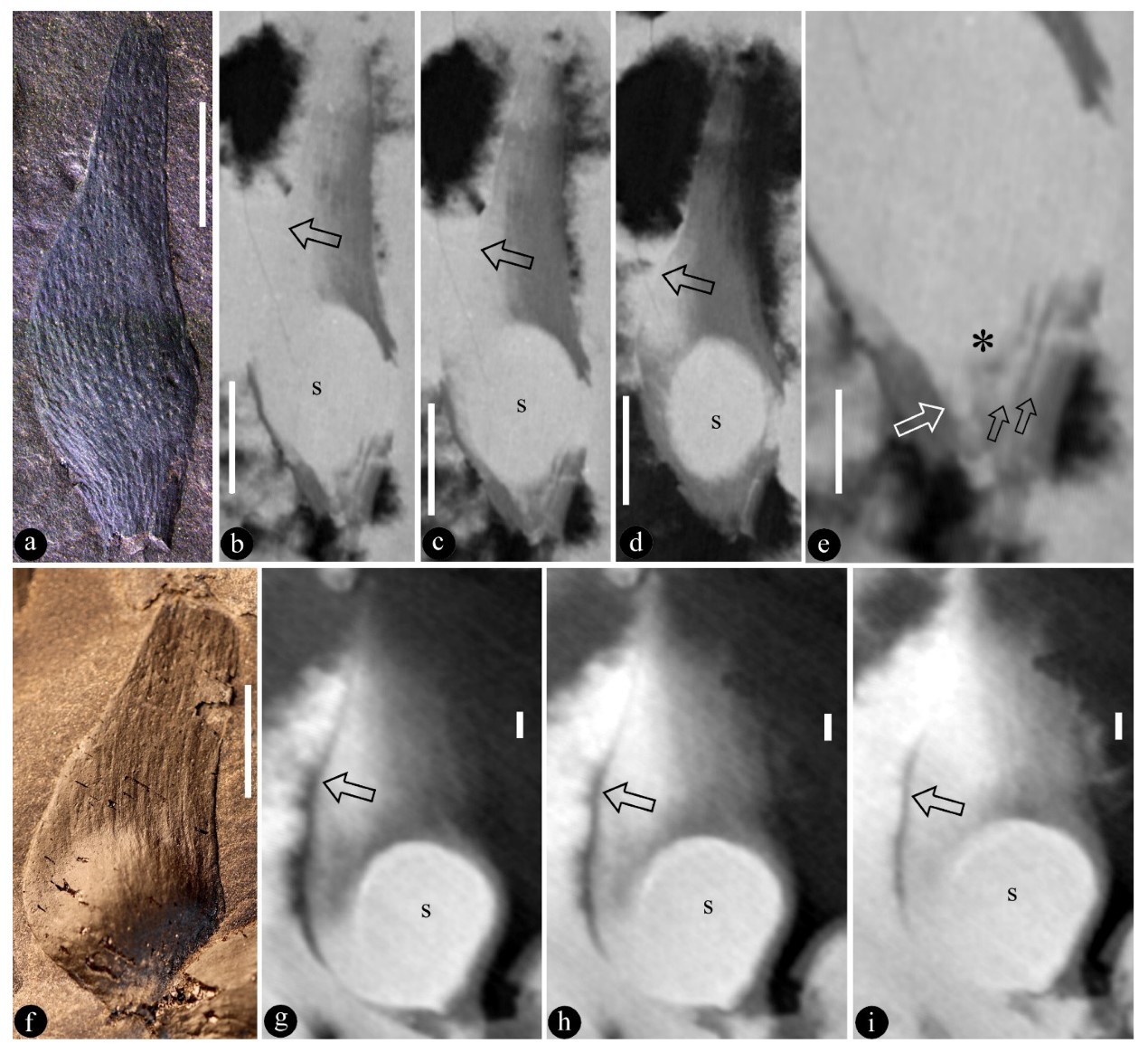 �й������������ֹ㷺�ֲ���٪�޼ͱ���ֲ�ﻯʯ