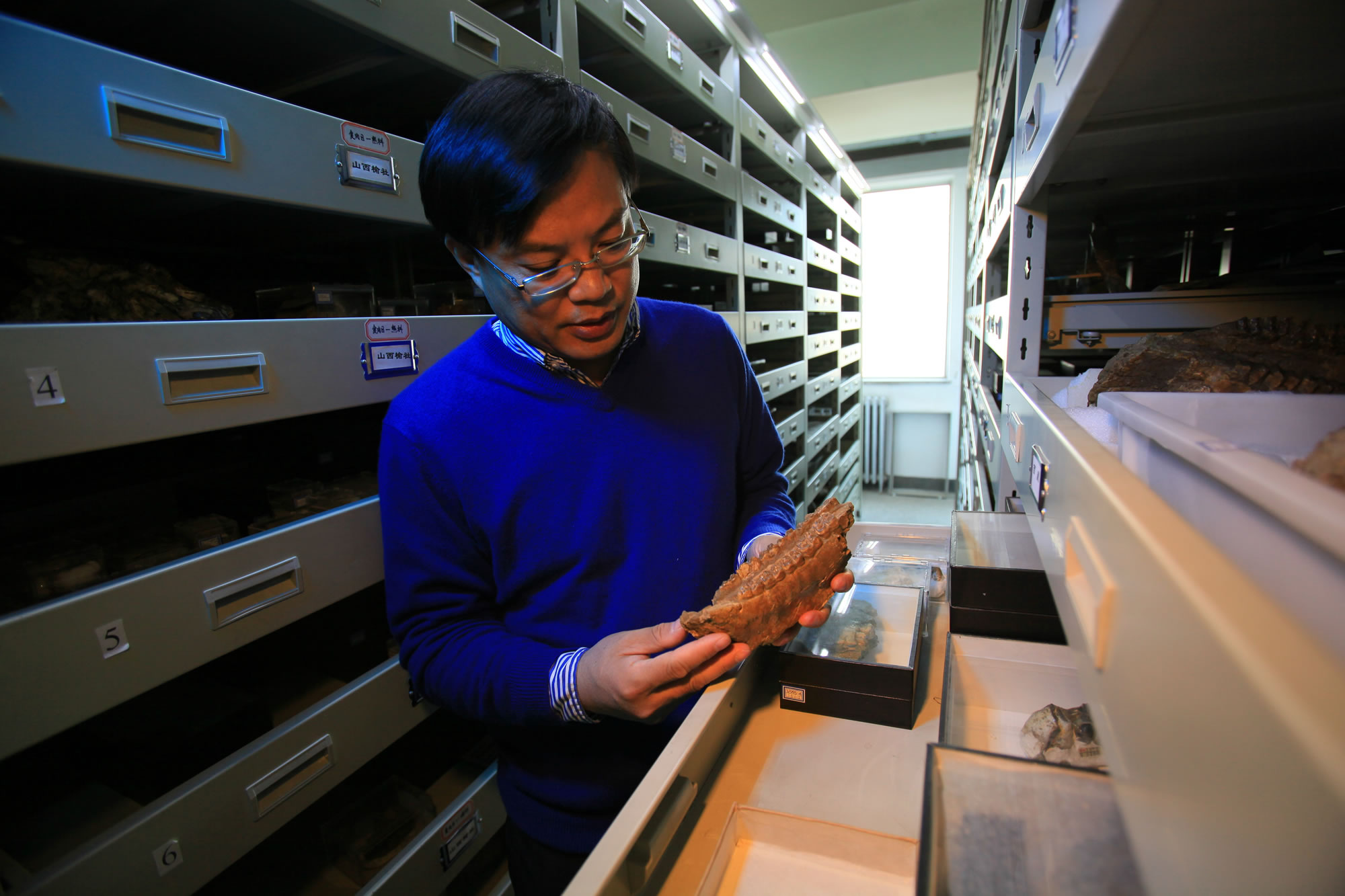 中国科学院古脊椎动物与古人类研究所标本馆成为全球自然藏品的重要组成部分