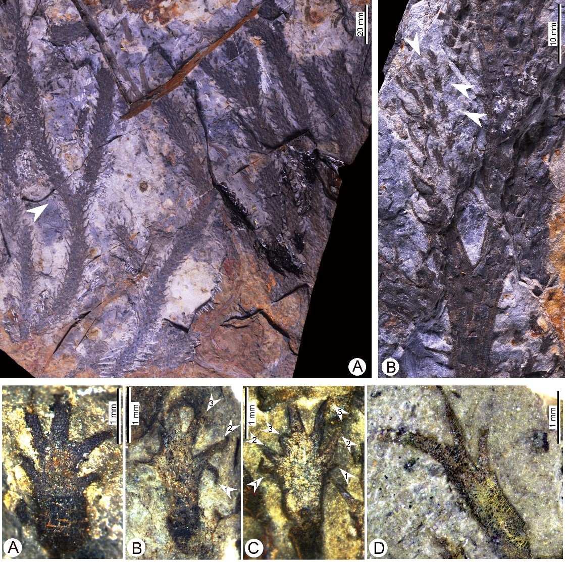 ���ŵ���ѧ�������½��������������ݱ�ʯ������̬ѧ���ֲ�����ѧ����ʶ