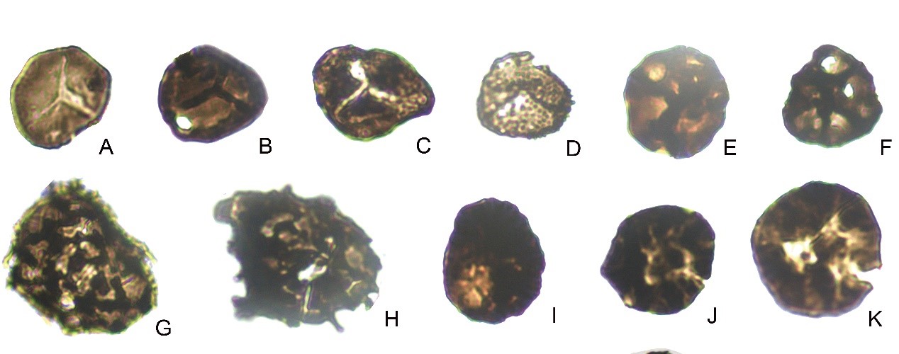 ���ŵ���ѧ�������½��������������ݱ�ʯ������̬ѧ���ֲ�����ѧ����ʶ