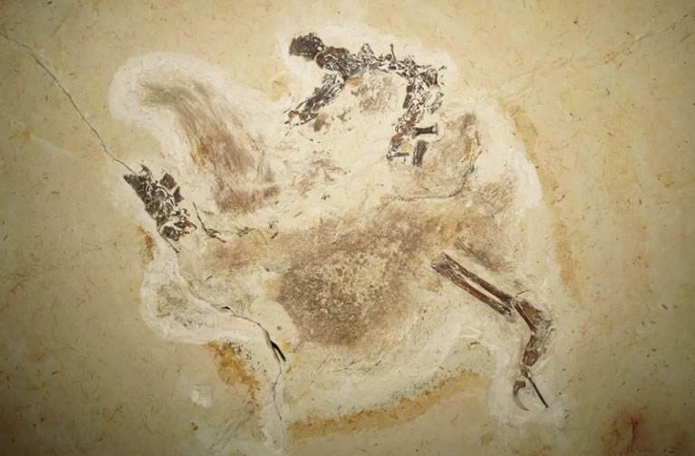 南美洲发现的第一个具有羽毛状结构的非鸟类恐龙——乌比拉哈拉化石准备回归巴西