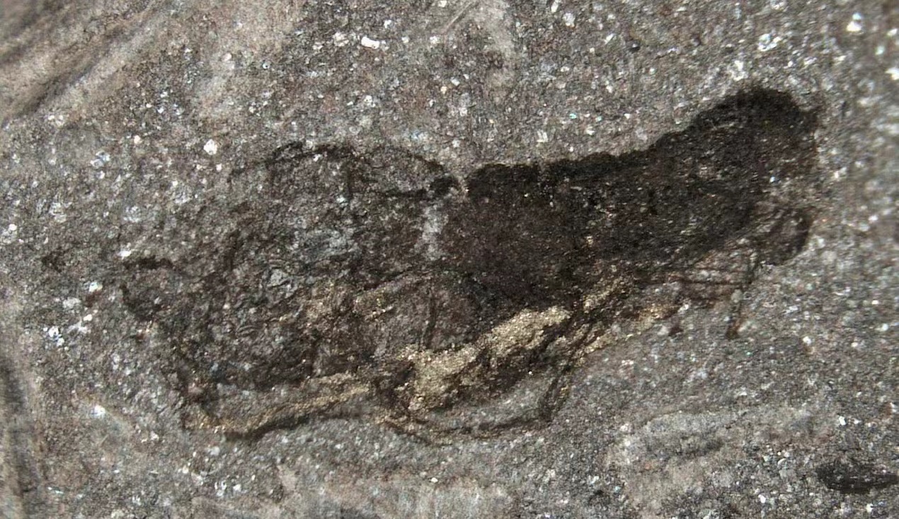 英国威尔士发现特异埋藏化石库 揭示4.62亿年前奥陶纪海洋生物多样性和生态面貌