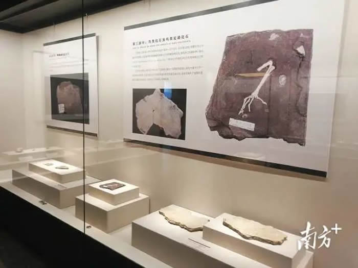 2023年三水区“5·18国际博物馆日”活动首次大规模展出古生物化石