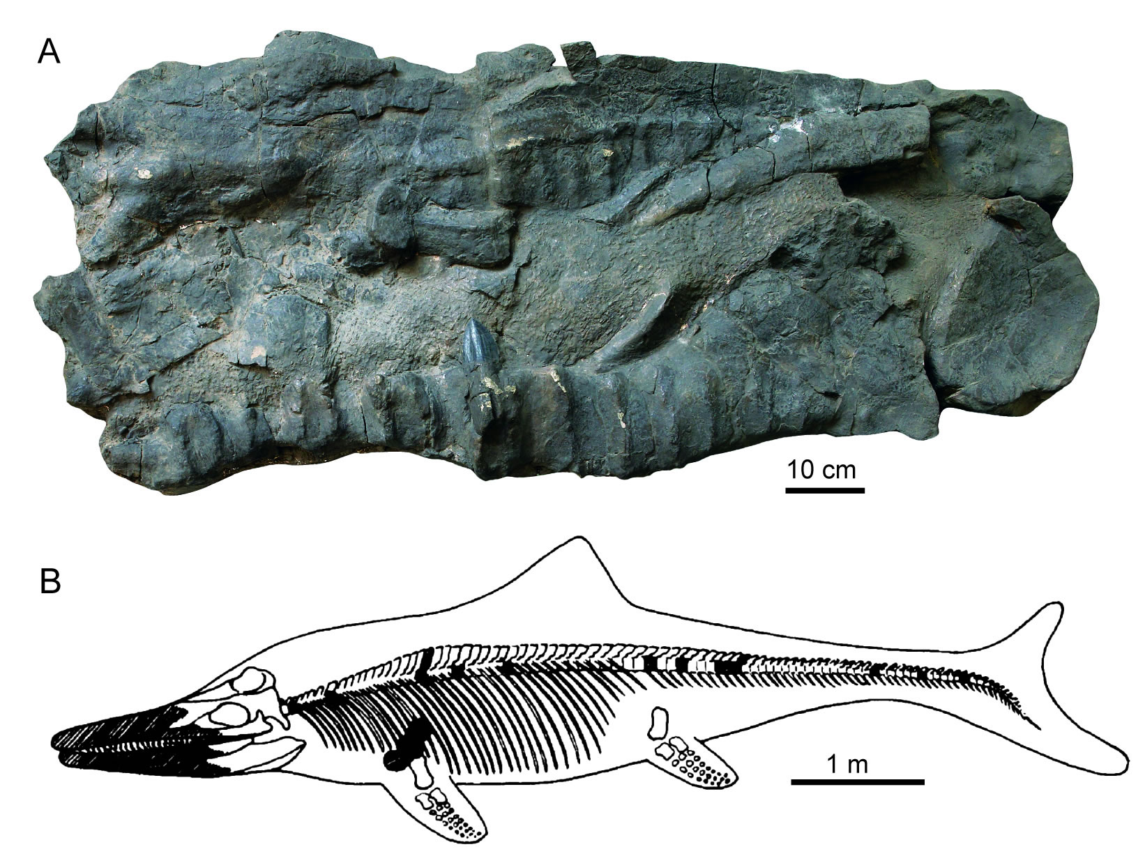 喜马拉雅鱼龙再现真容——西藏珠峰地区三叠纪鱼龙化石考察记