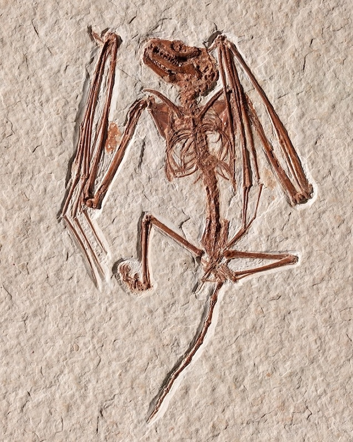 出土自美国怀俄明州的蝙蝠新物种冈氏伊神蝠揭示5200万年前的“古怪”故事
