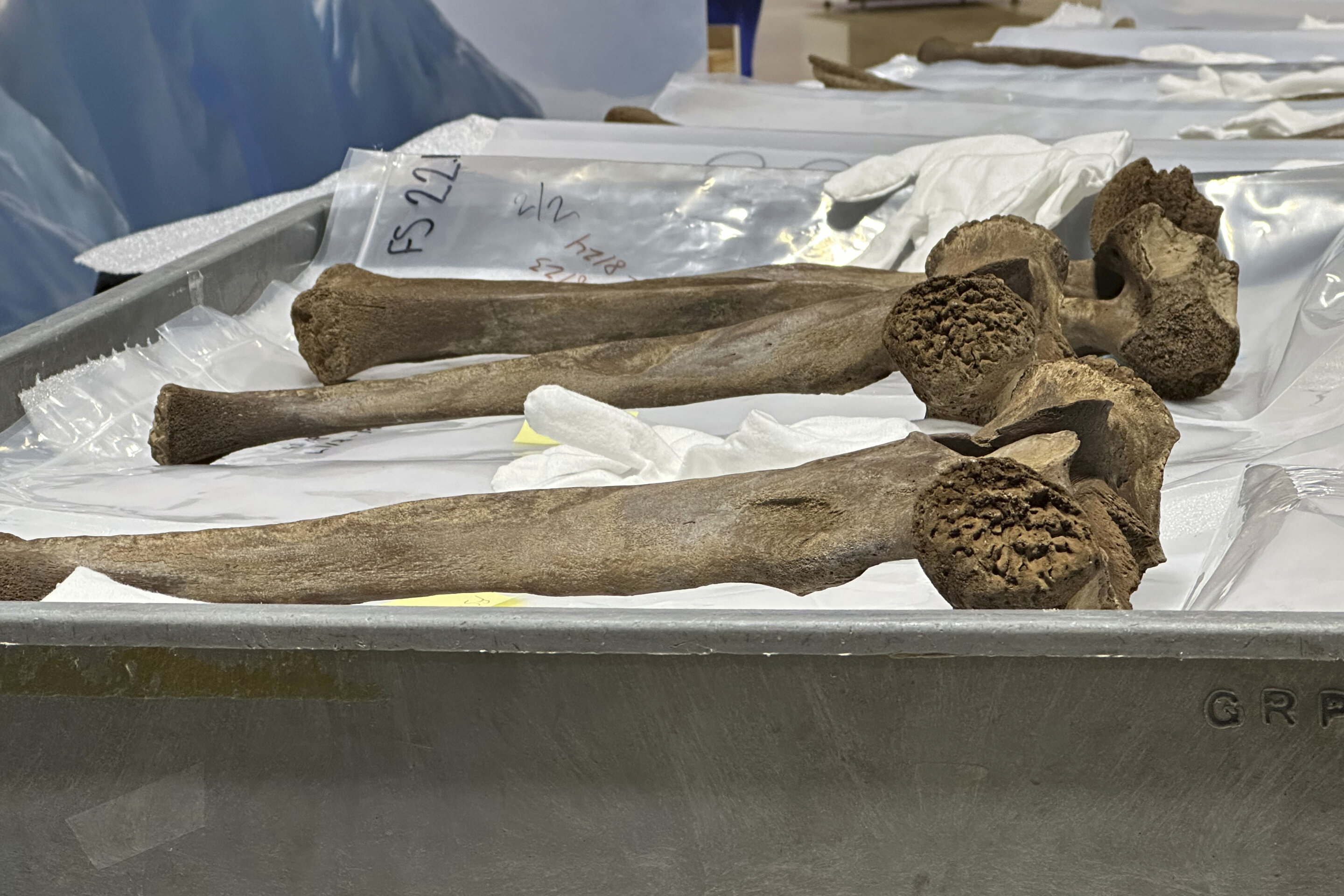 密歇根工作队挖掘出的乳齿象骨骼在博物馆展出