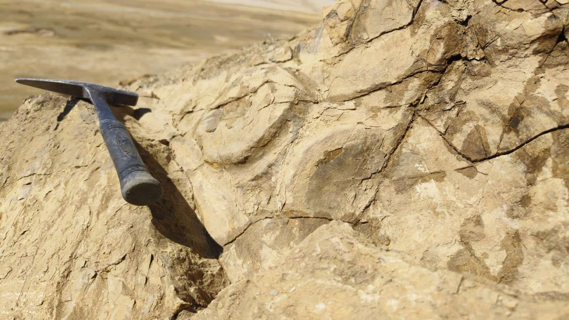 珠穆朗玛峰地区发现新的喜马拉雅鱼龙化石