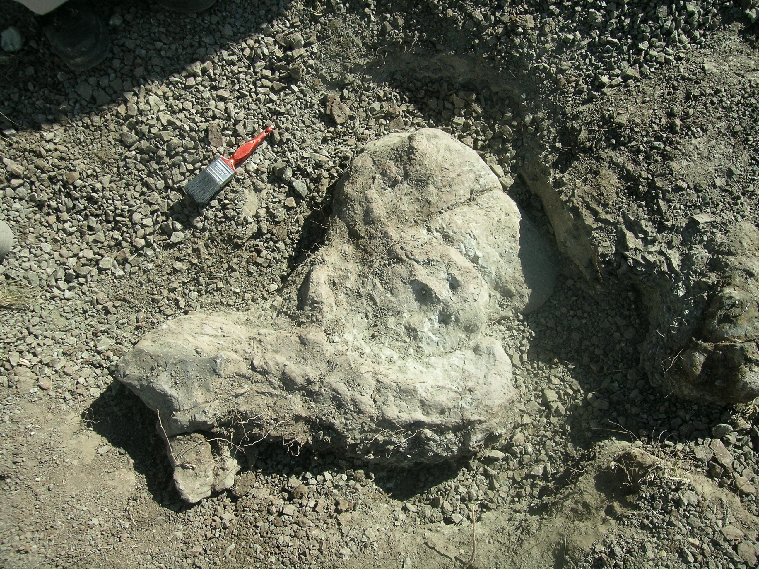 gorgonopsian Inostrancevia：南非二叠纪一种剑齿顶级掠食者的化石