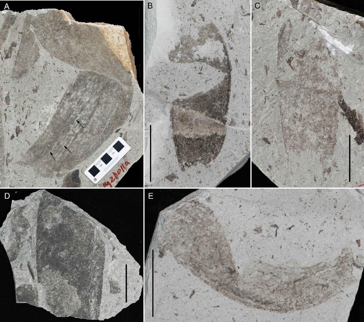 《前寒武纪研究》：燕山地区中元古代距今15.6亿年“高于庄化石群”研究新进展