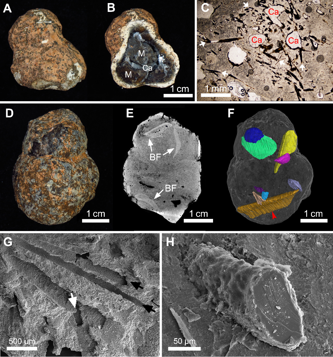 《当代生物学》：南京汤山驼子洞早更新世粪化石研究揭示化石的全新埋藏模式